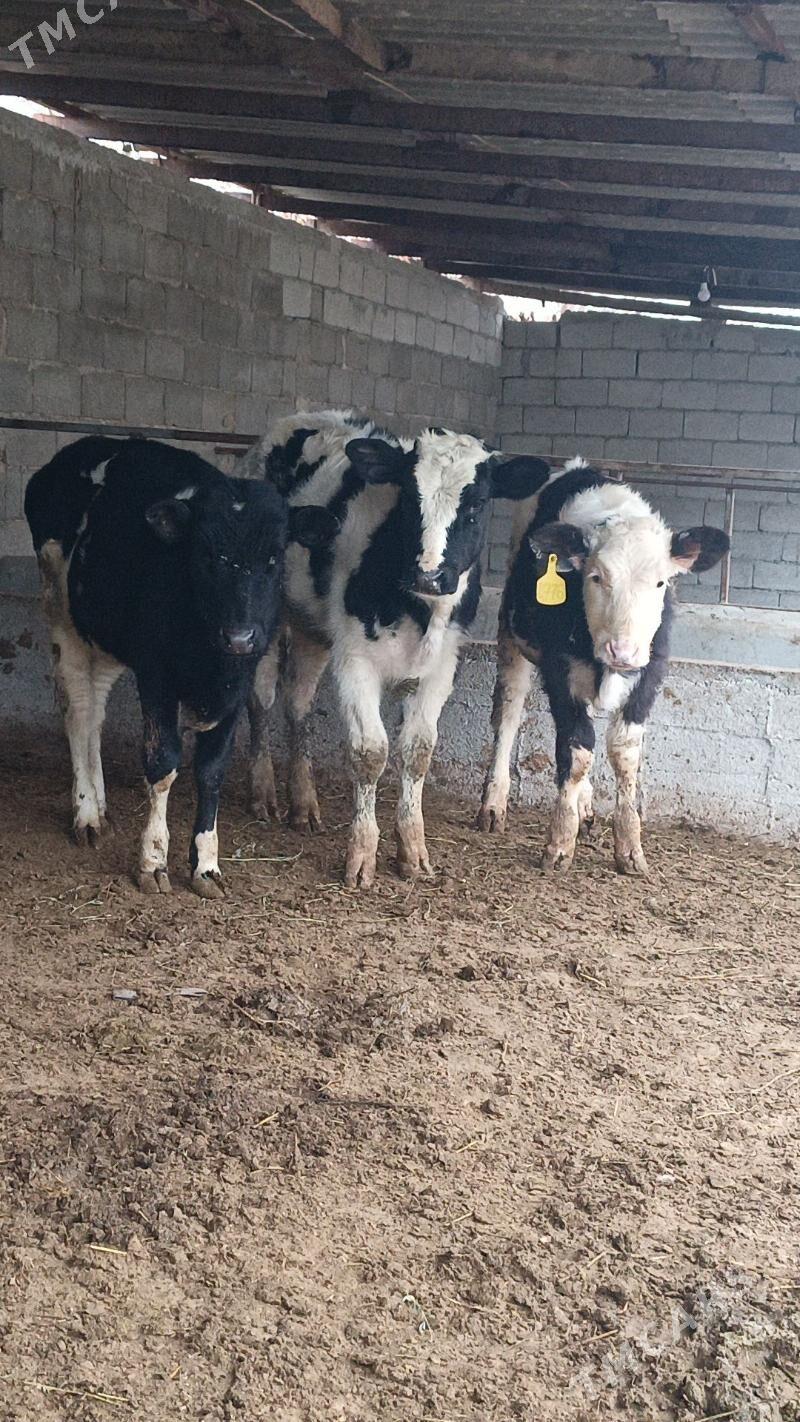 Golişdeýin tüweler - Бузмеин - img 1