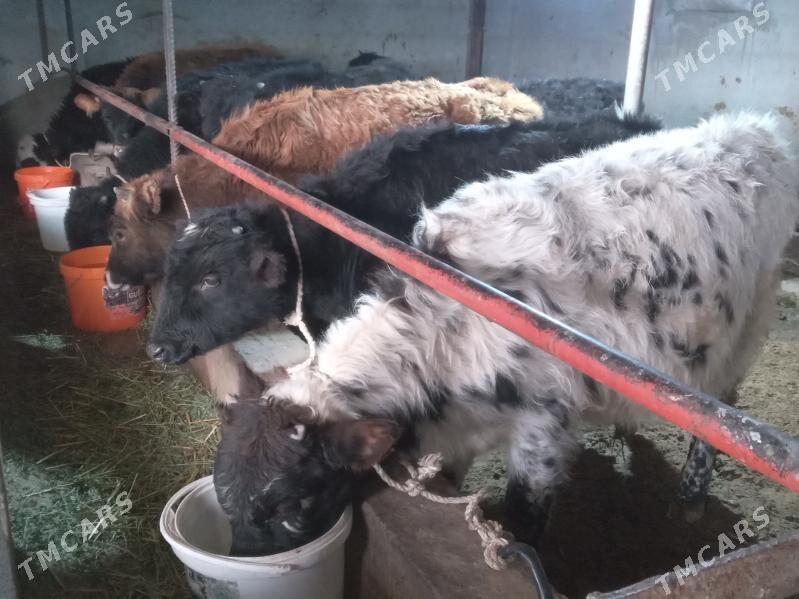 9.sany - Büzmeýin - img 1