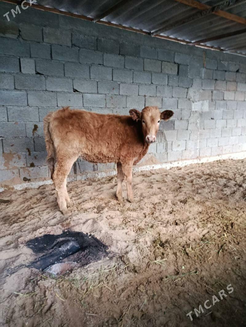 tuwe - Бузмеин - img 1