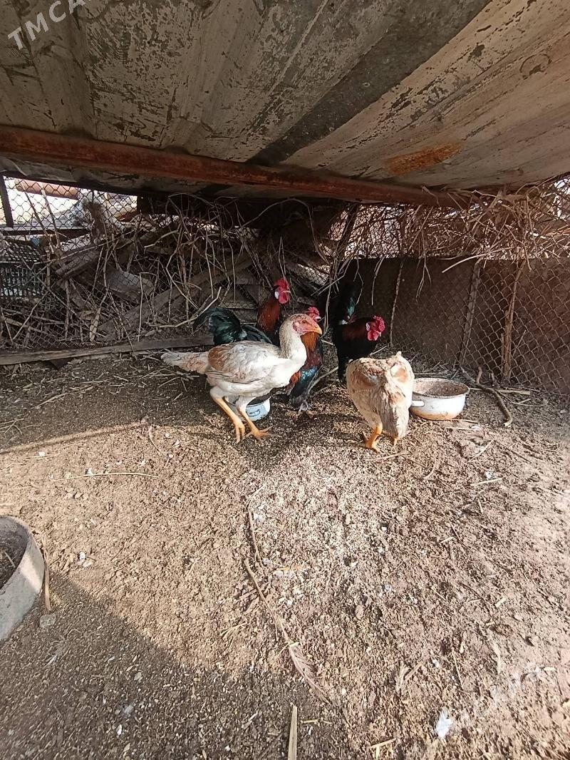 horaz towuk - Sakar - img 1