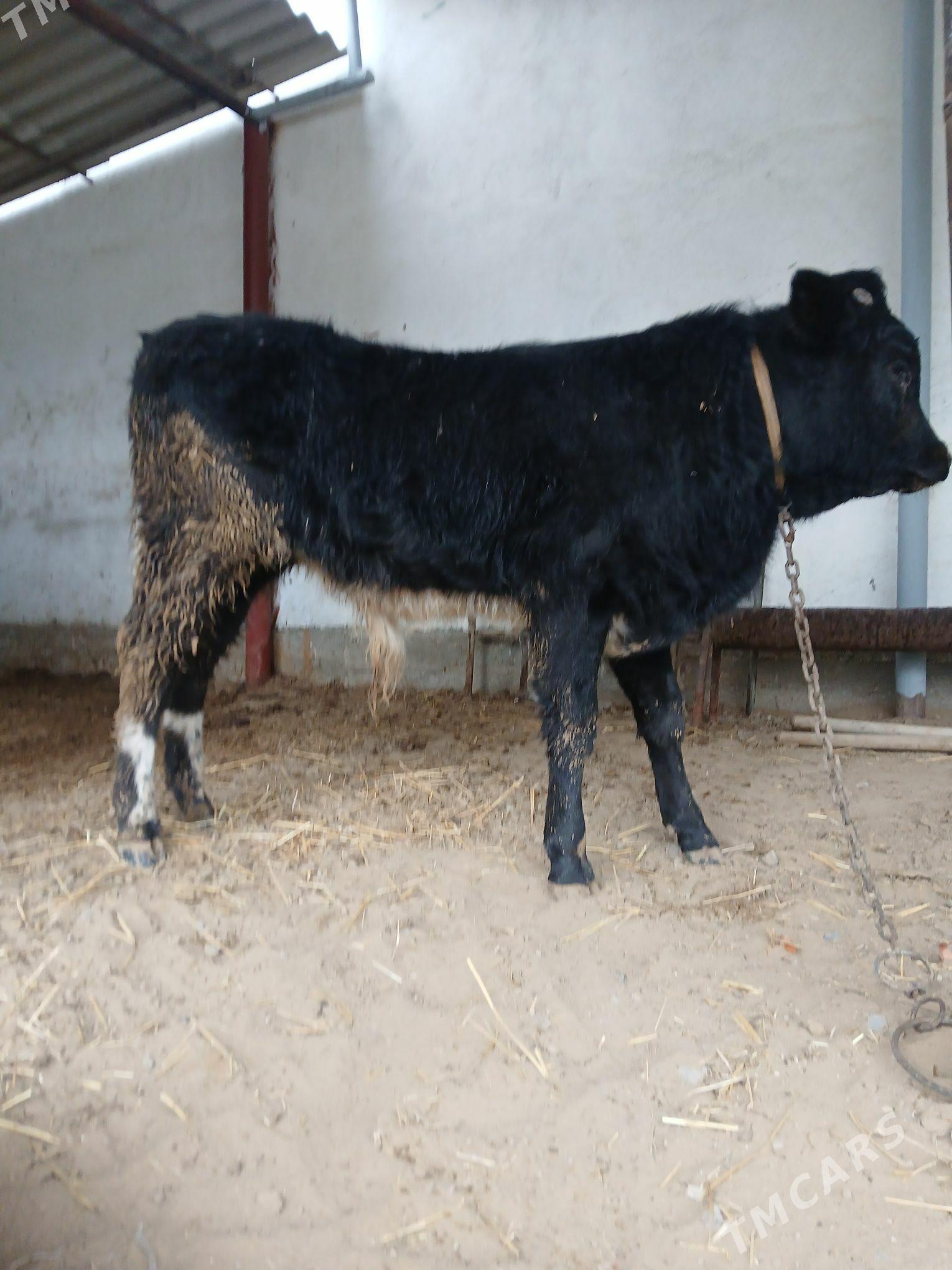 öküz - Çoganly - img 1