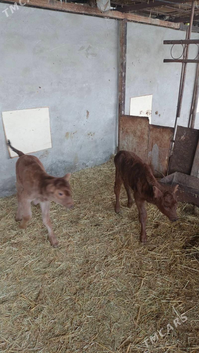 göle gulajyn emdirmeli - Векильбазар - img 1