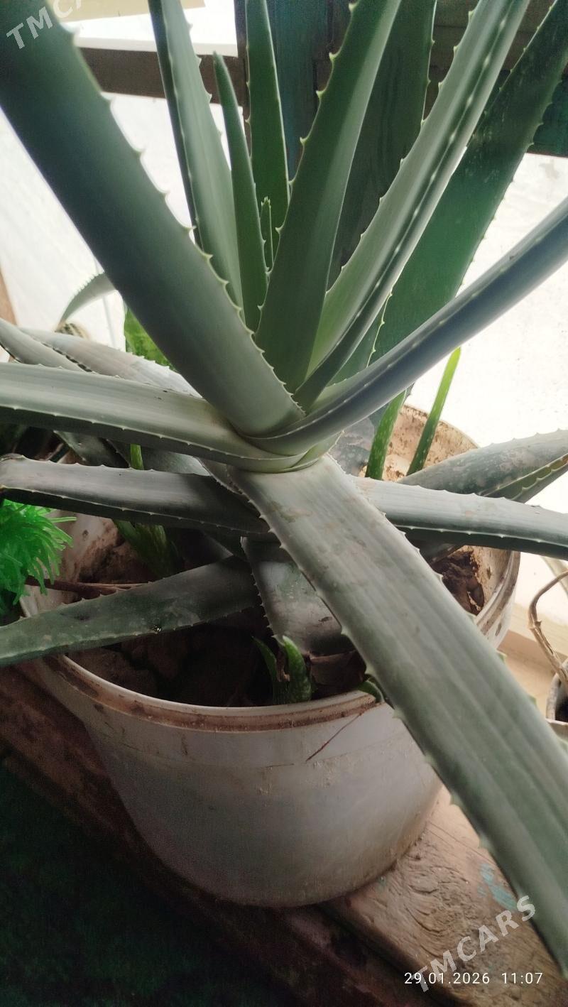 Aloy guli - Шабатский этрап - img 1