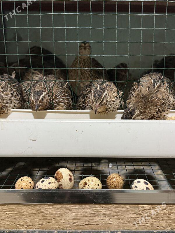 Bedene Перепелки - Tejen - img 1