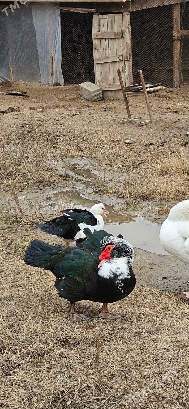 indawutga - Гёкдепе - img 1