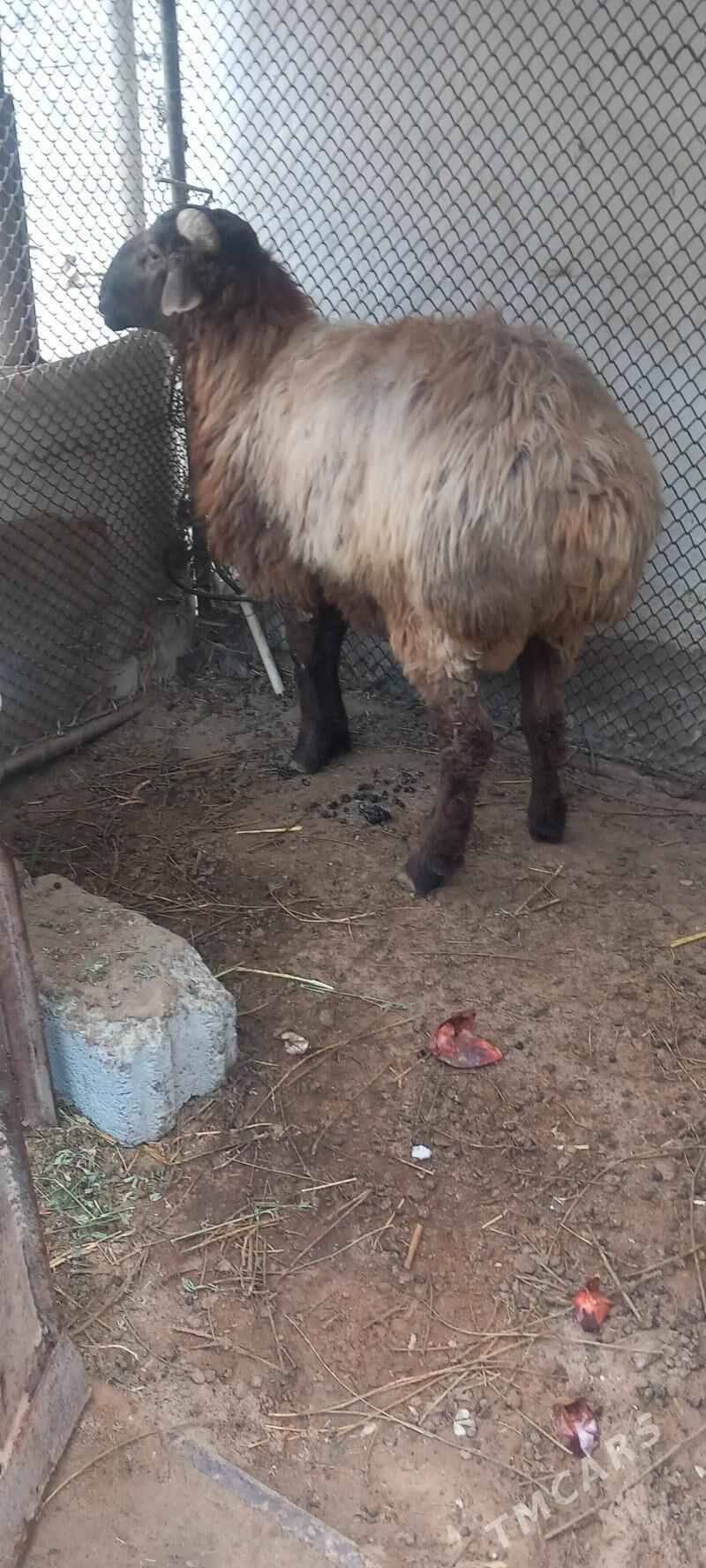 goç - Ашхабад - img 1