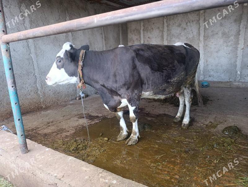 sygyr - Bagyr - img 1