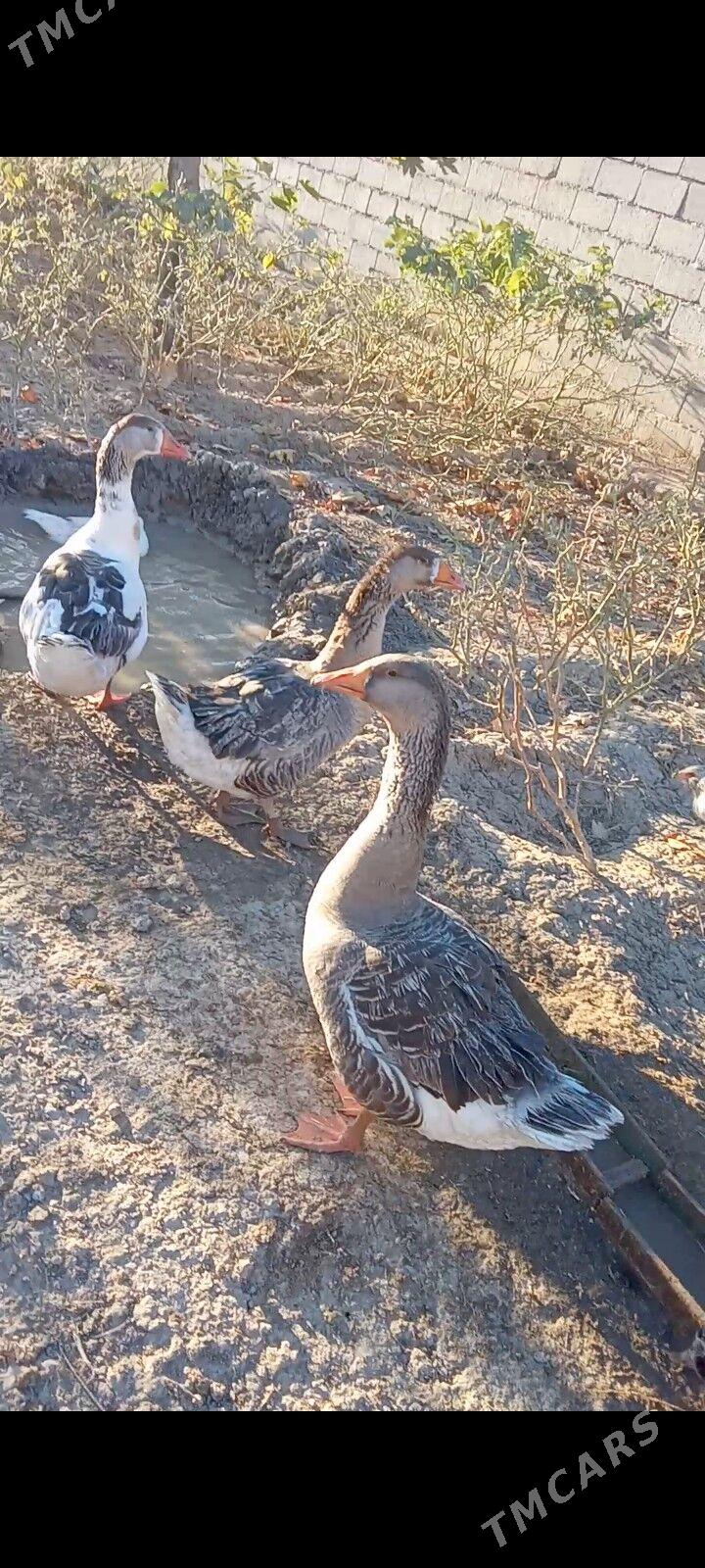 Gus - Яшлык - img 1