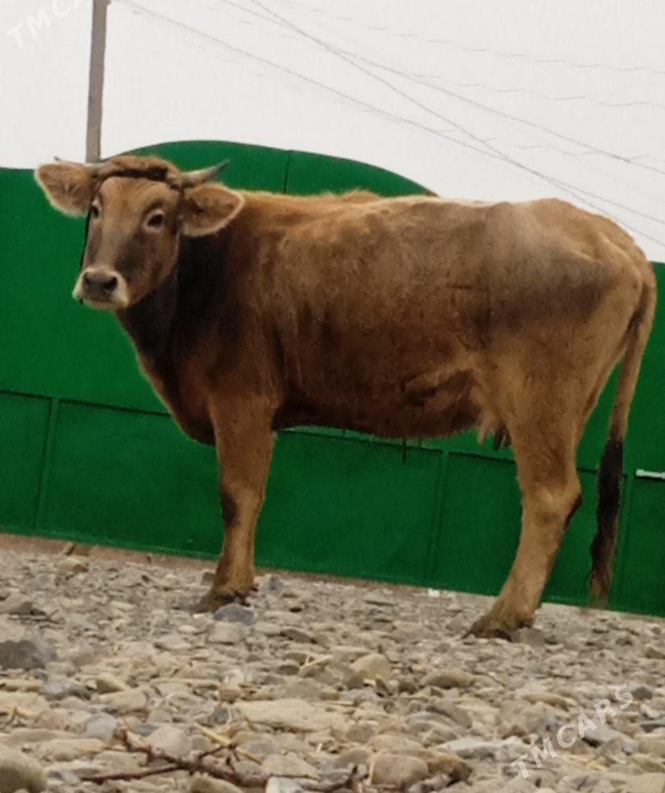 GOLELİ SYGYR - Бахарден - img 1