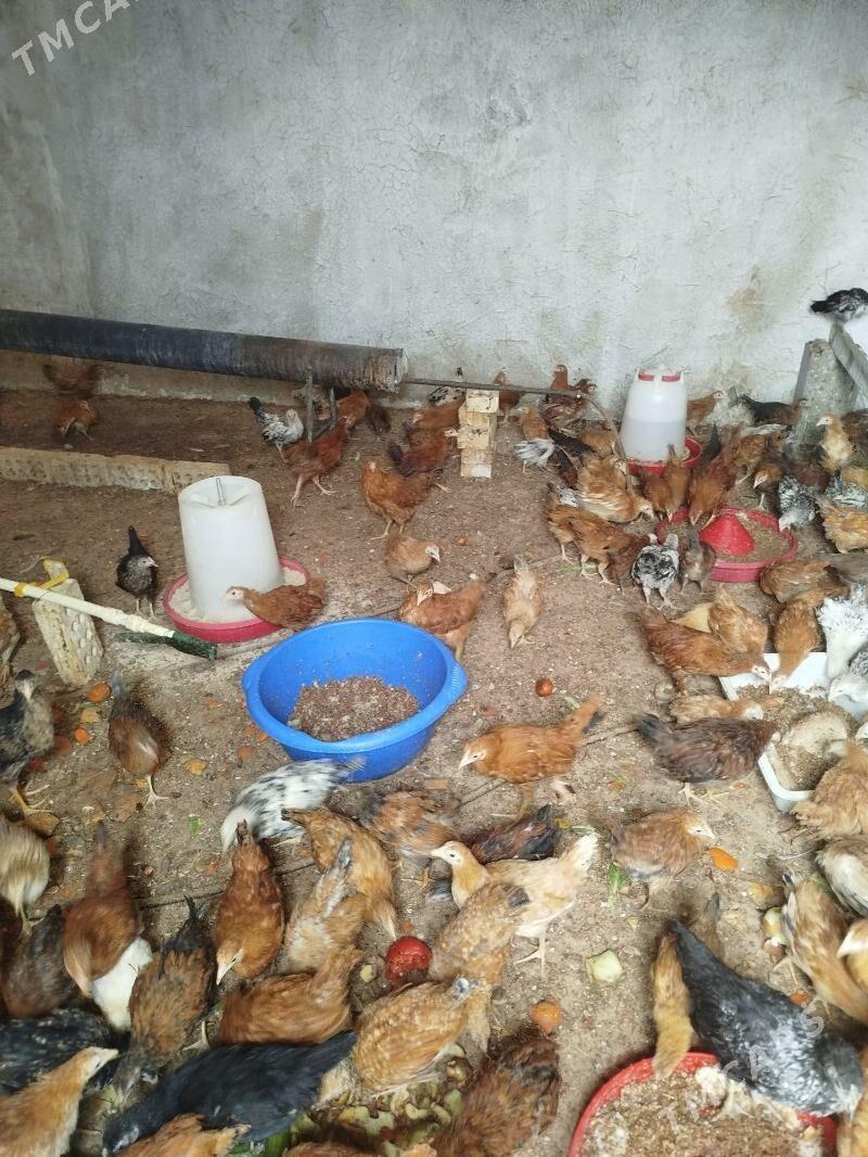 juje elin - Анев - img 1