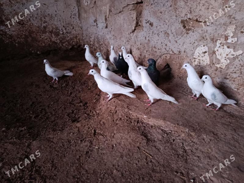 kepderi. - Гызыларбат - img 1