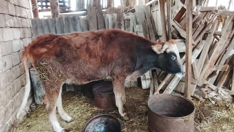 gysyr tuwe - Гызыларбат - img 1