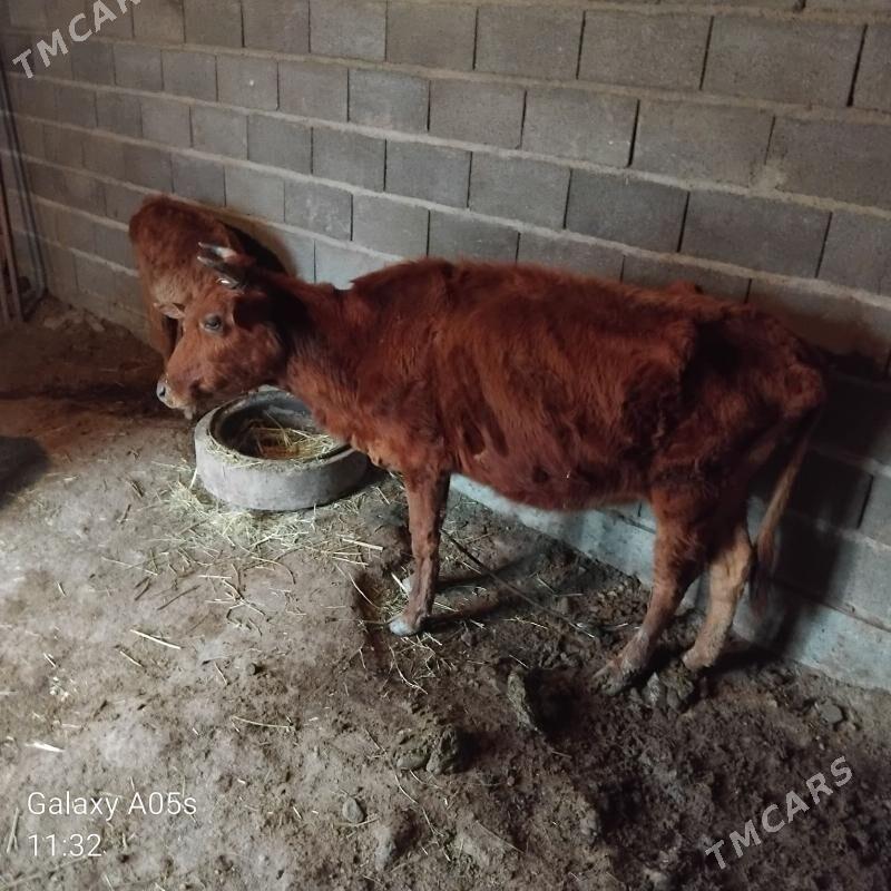 göleli sygyr - Бахарден - img 1