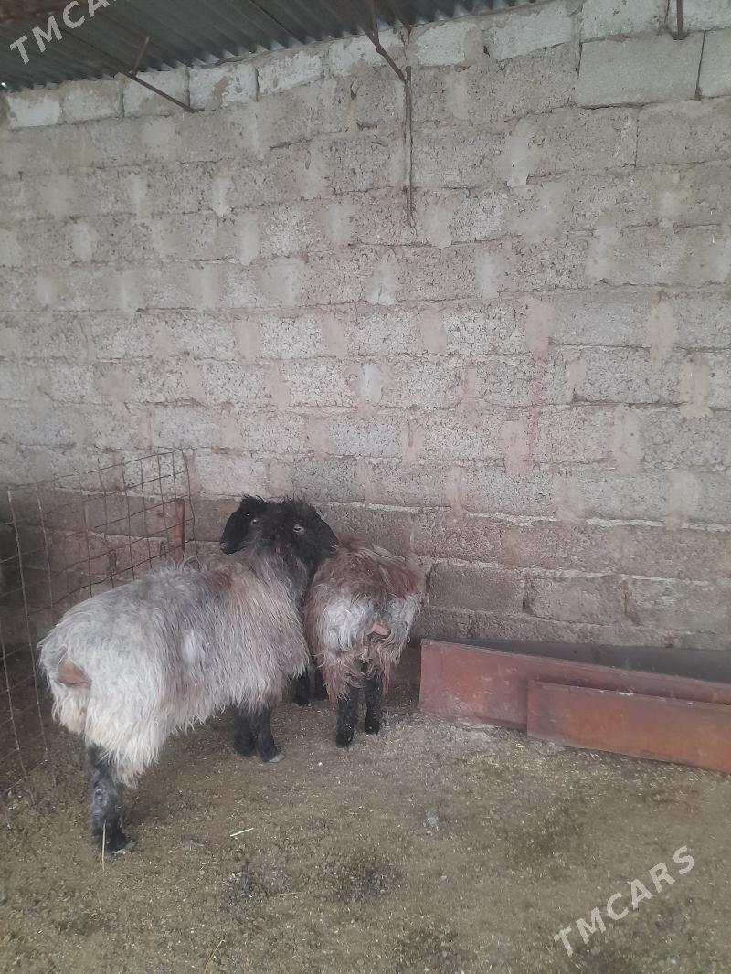 issek - Гарадамак Шор - img 1