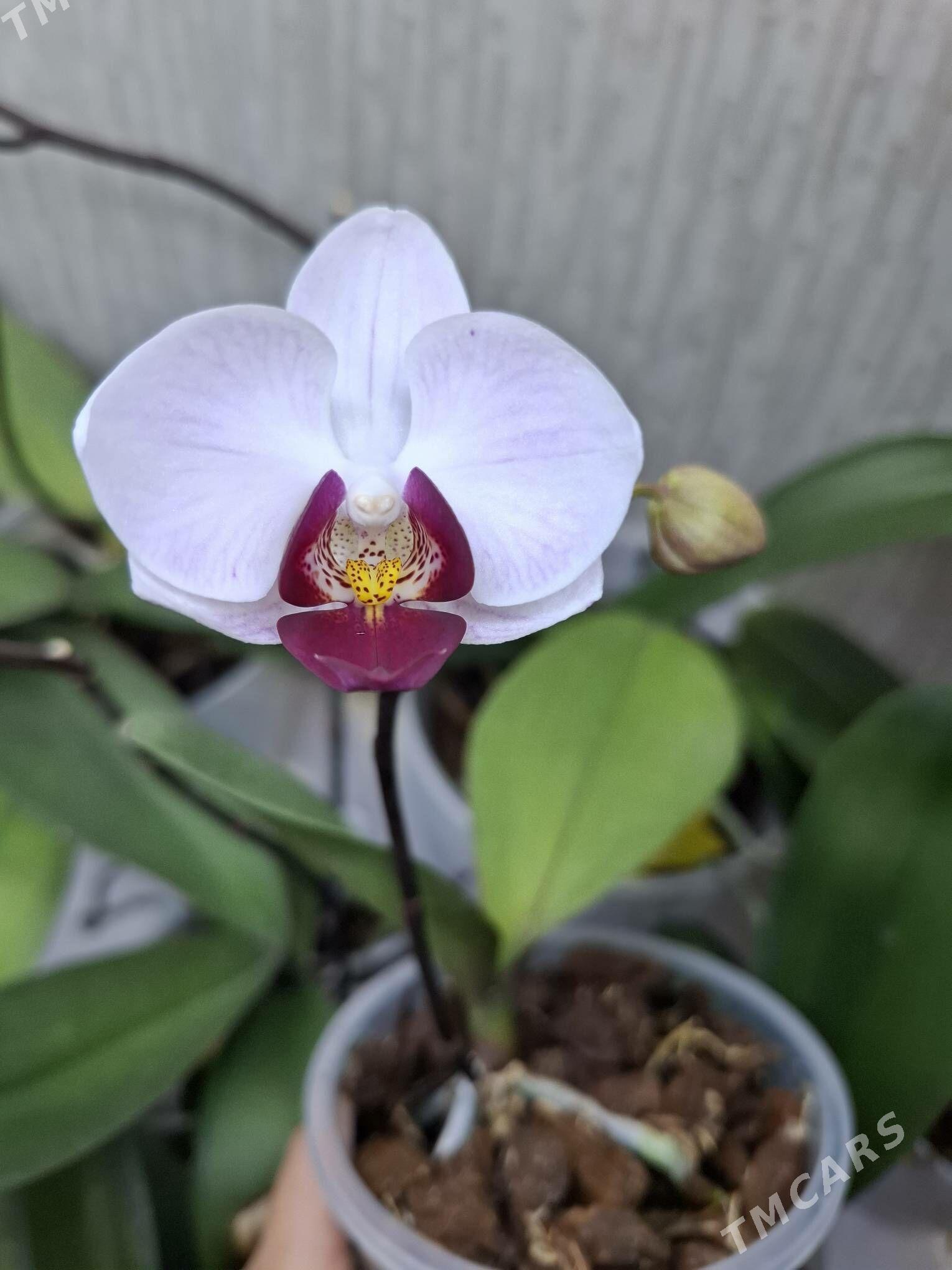 орхидея - 1 mkr - img 1