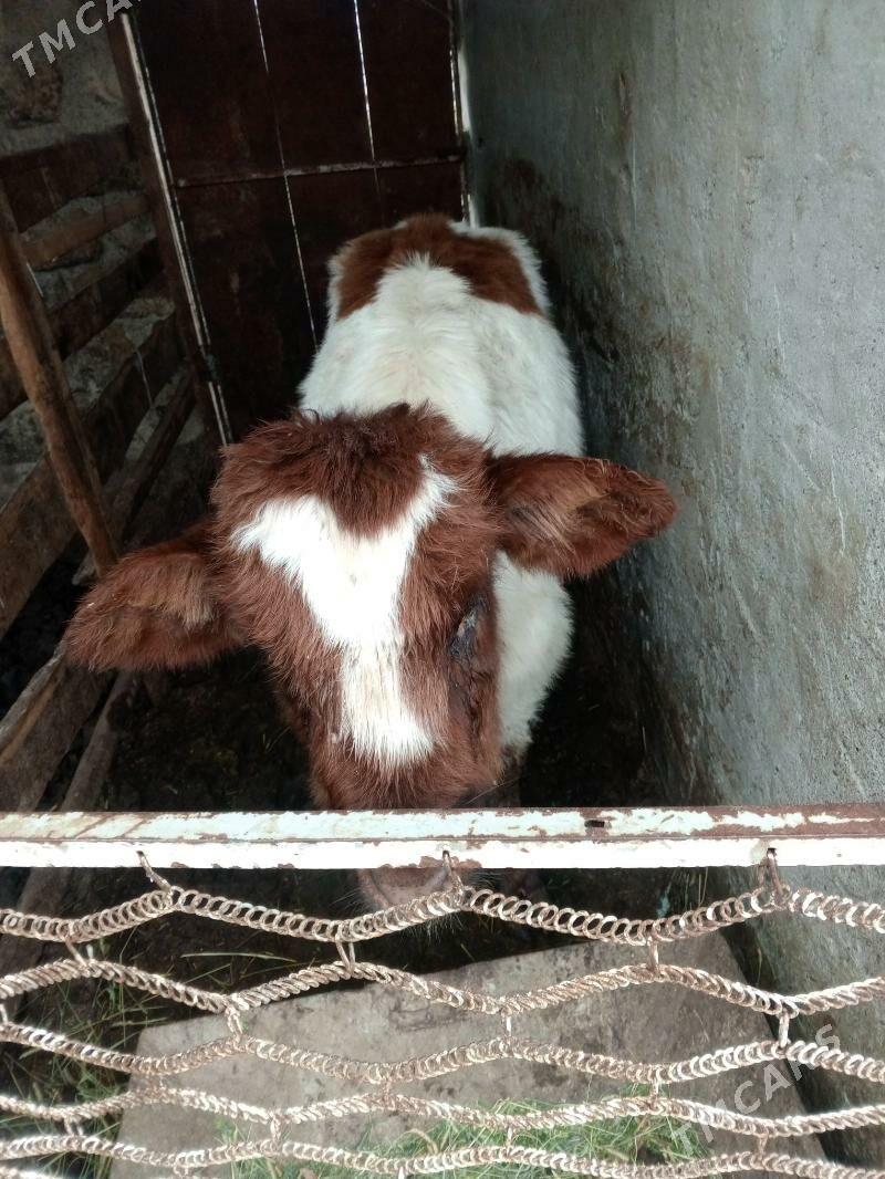 Tuwe - Aşgabat - img 1