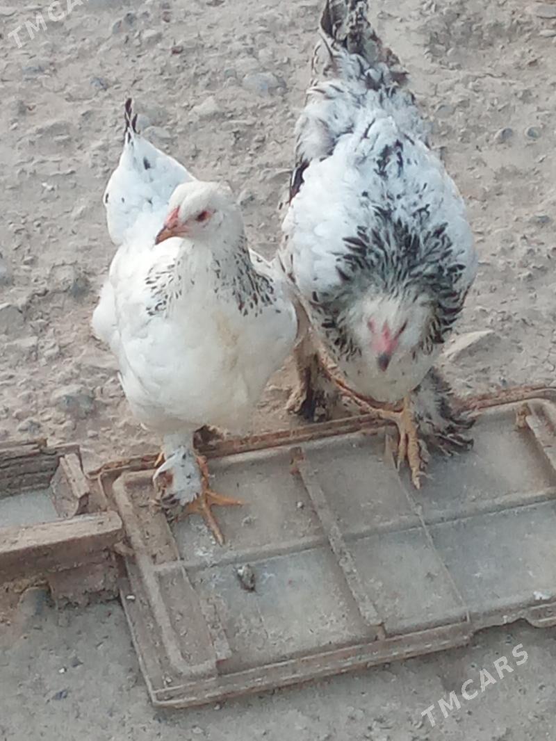 TOWUK - Яшлык - img 1