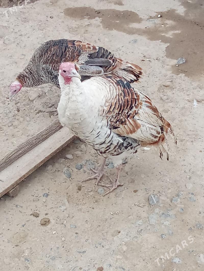 INDUK - Ýaşlyk - img 1