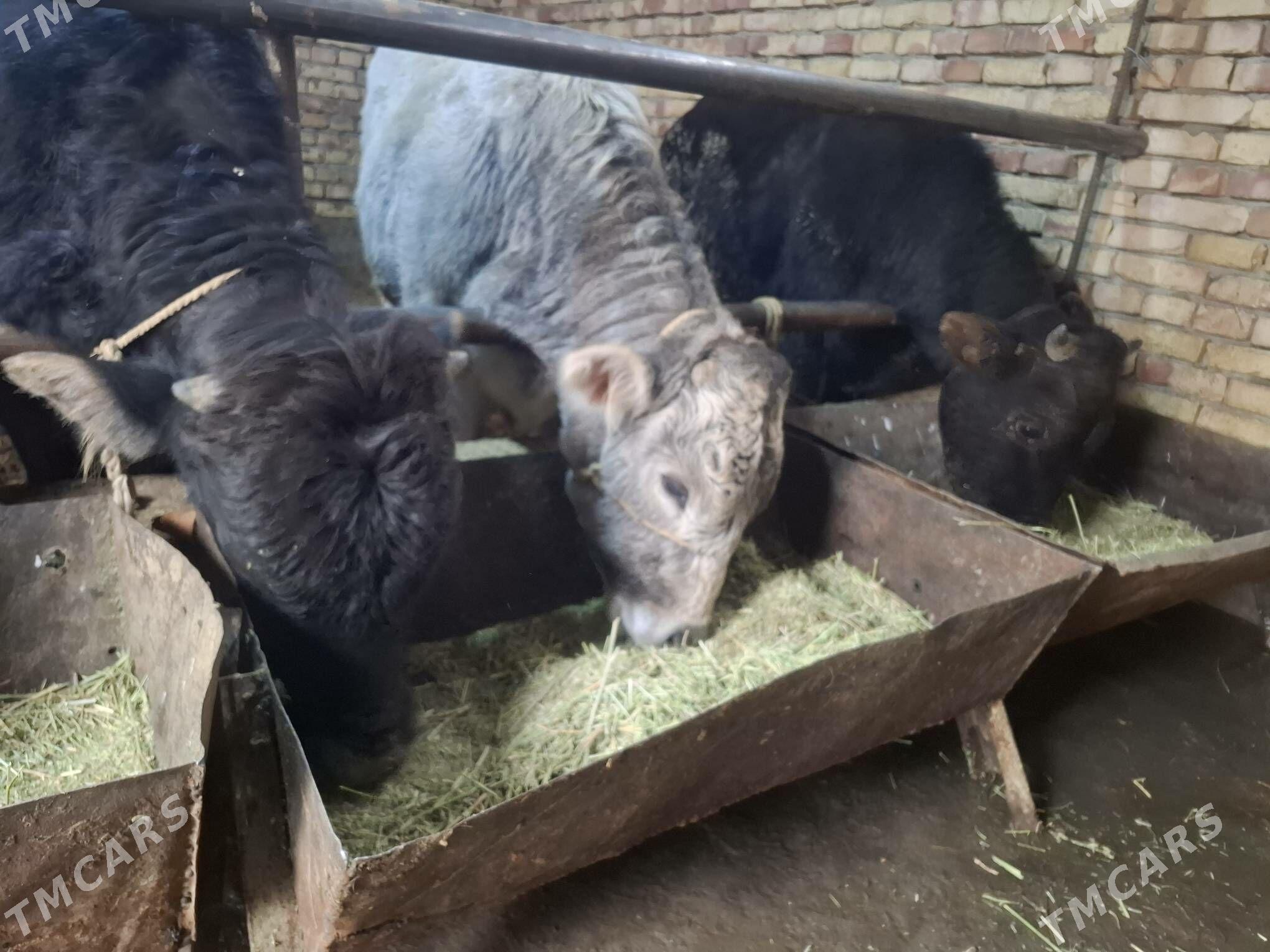 öküz - Gökdepe - img 1