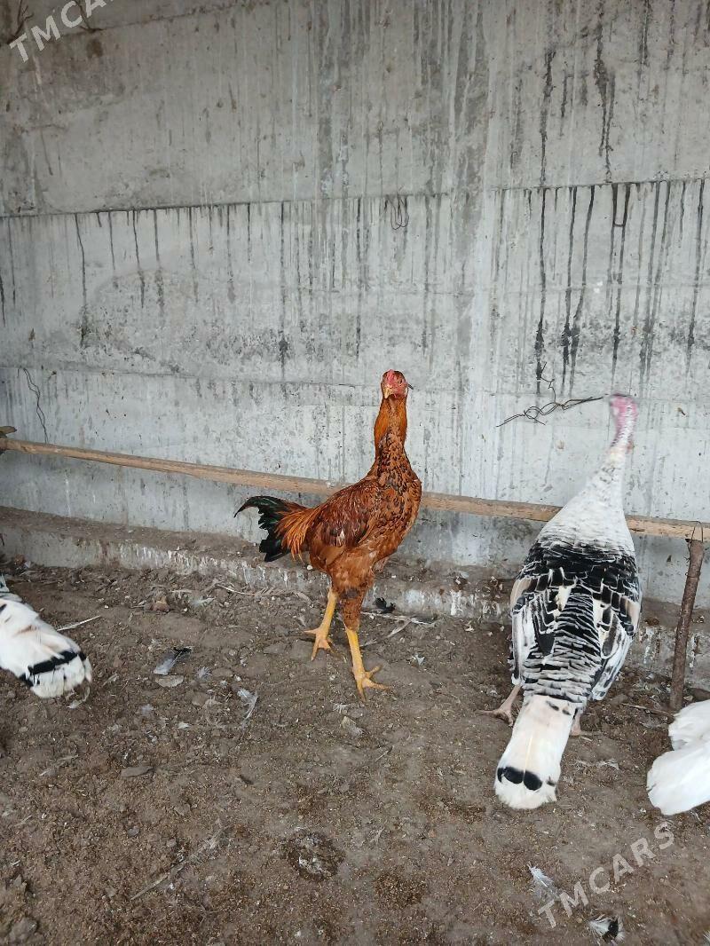 juja - Туркменабат - img 1