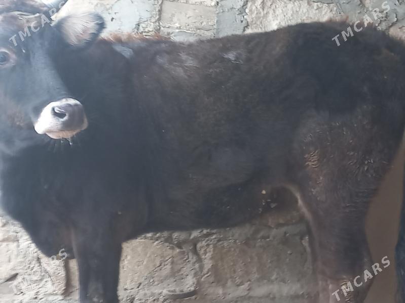 gaçar - Гумдаг - img 1