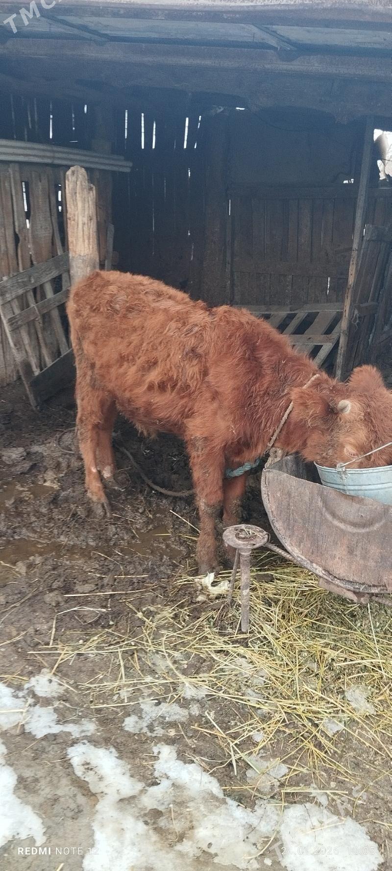 okuz - Gökdepe - img 1