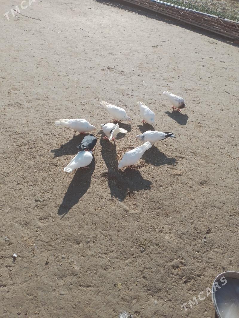 Кепдер - Dänew - img 1