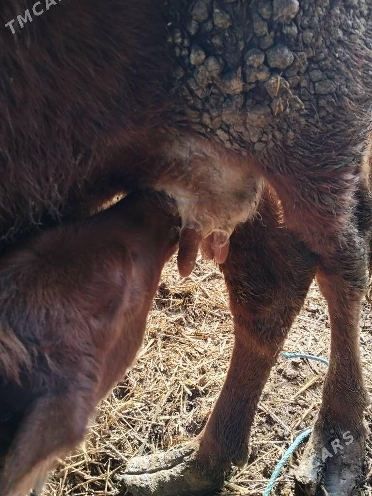 saglyk - Çärjew - img 1