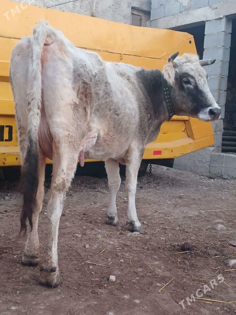 goleli sygyr - Балканабат - img 1