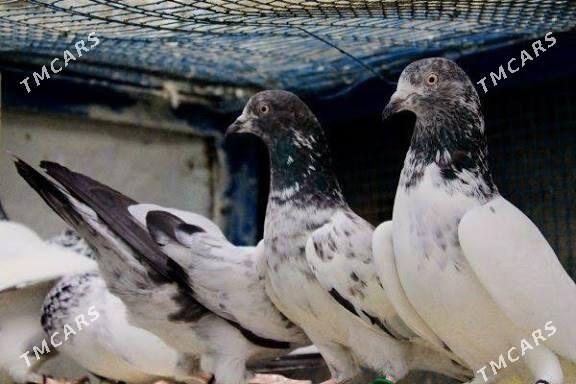 Kepderler - Çärjew - img 1