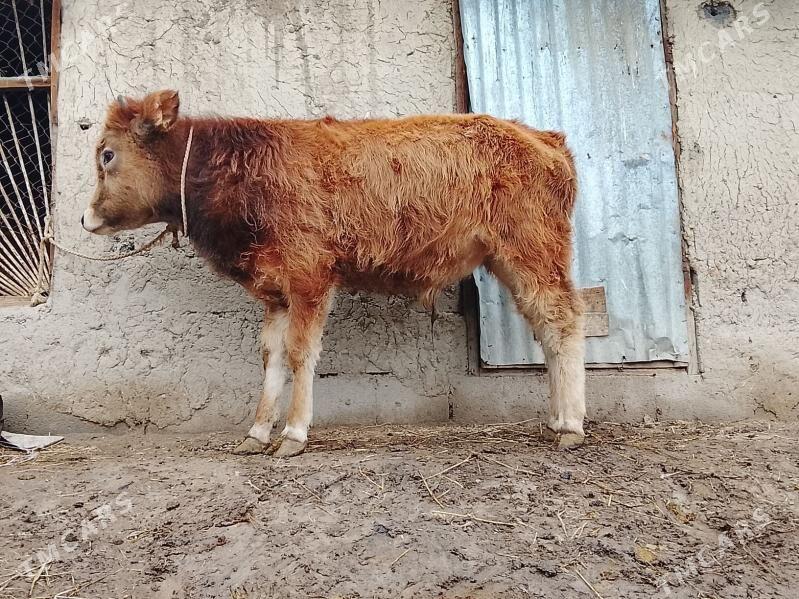 tuwe okuz - Bäherden - img 1