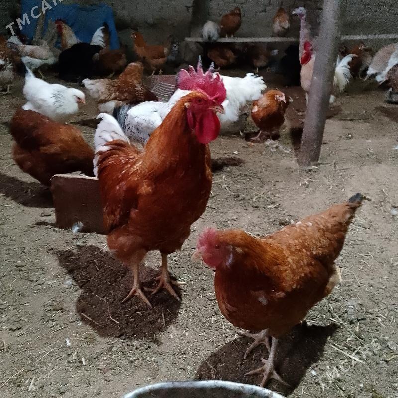 loman braun - Sakarçäge - img 1