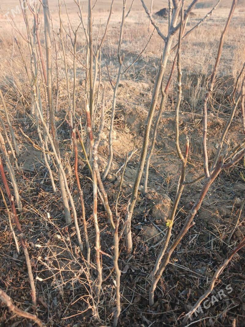 hoz nahal - Bäherden - img 1