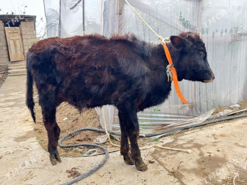 öküz - Büzmeýin - img 1