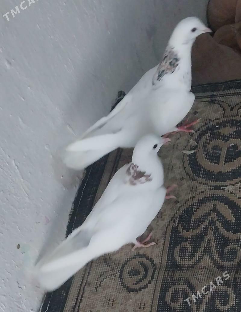 kepderi - Гызыларбат - img 1