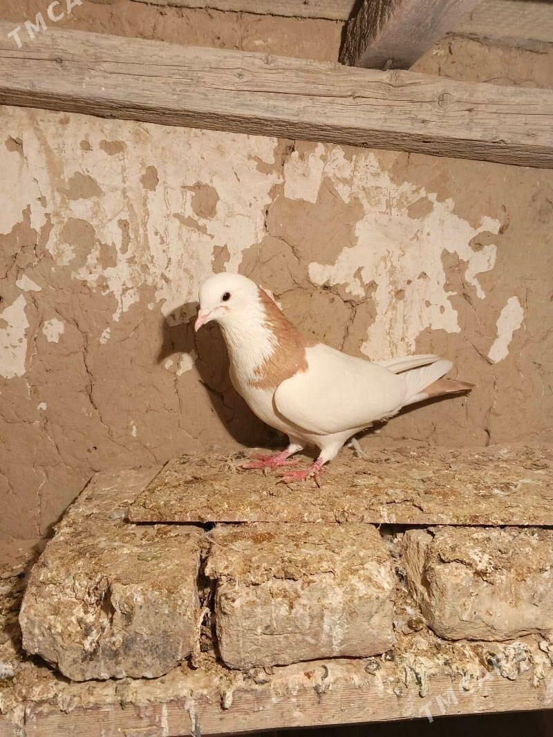 Satlyk kepderi - Gyzylarbat - img 1