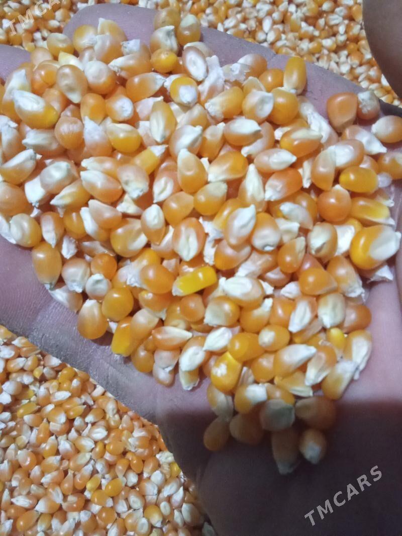 patrak mekge - Халач - img 1