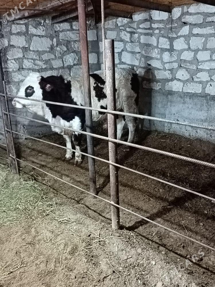 Okuz - Гумдаг - img 1