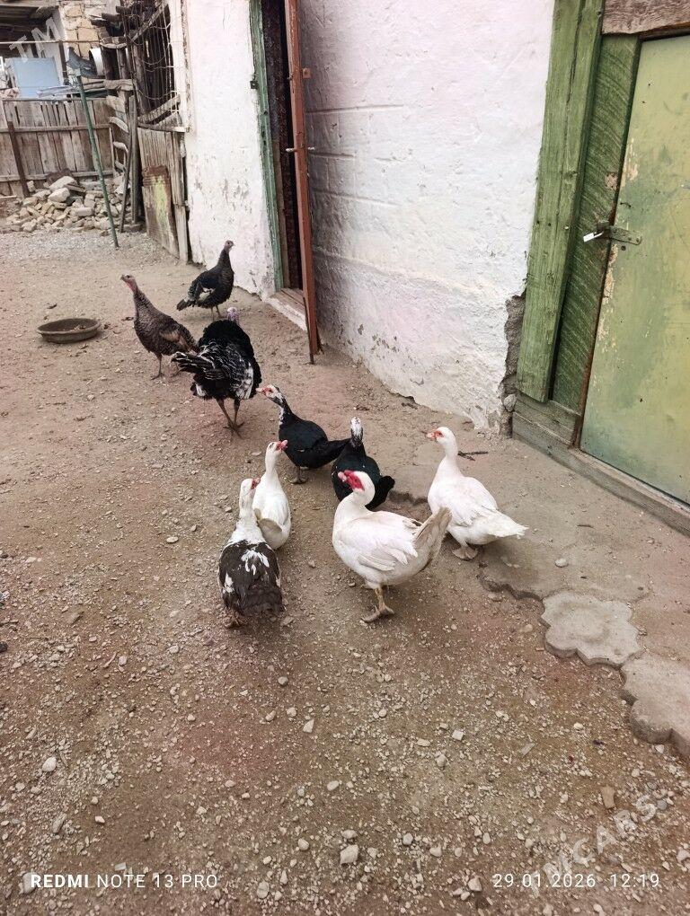 Ordek - Balkanabat - img 1