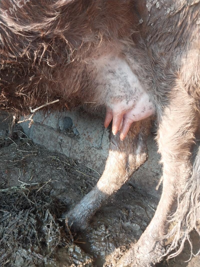 göleli sygyr - Bäherden - img 1