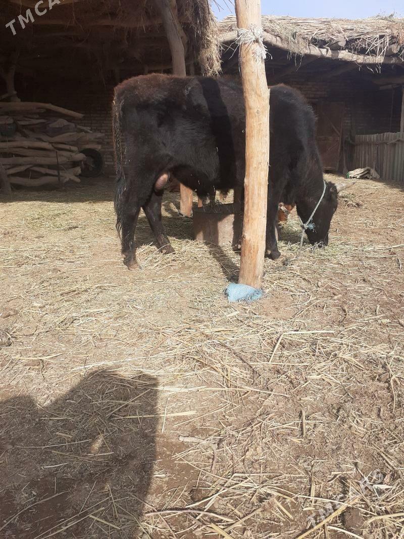 okuz abmen - Farap - img 1