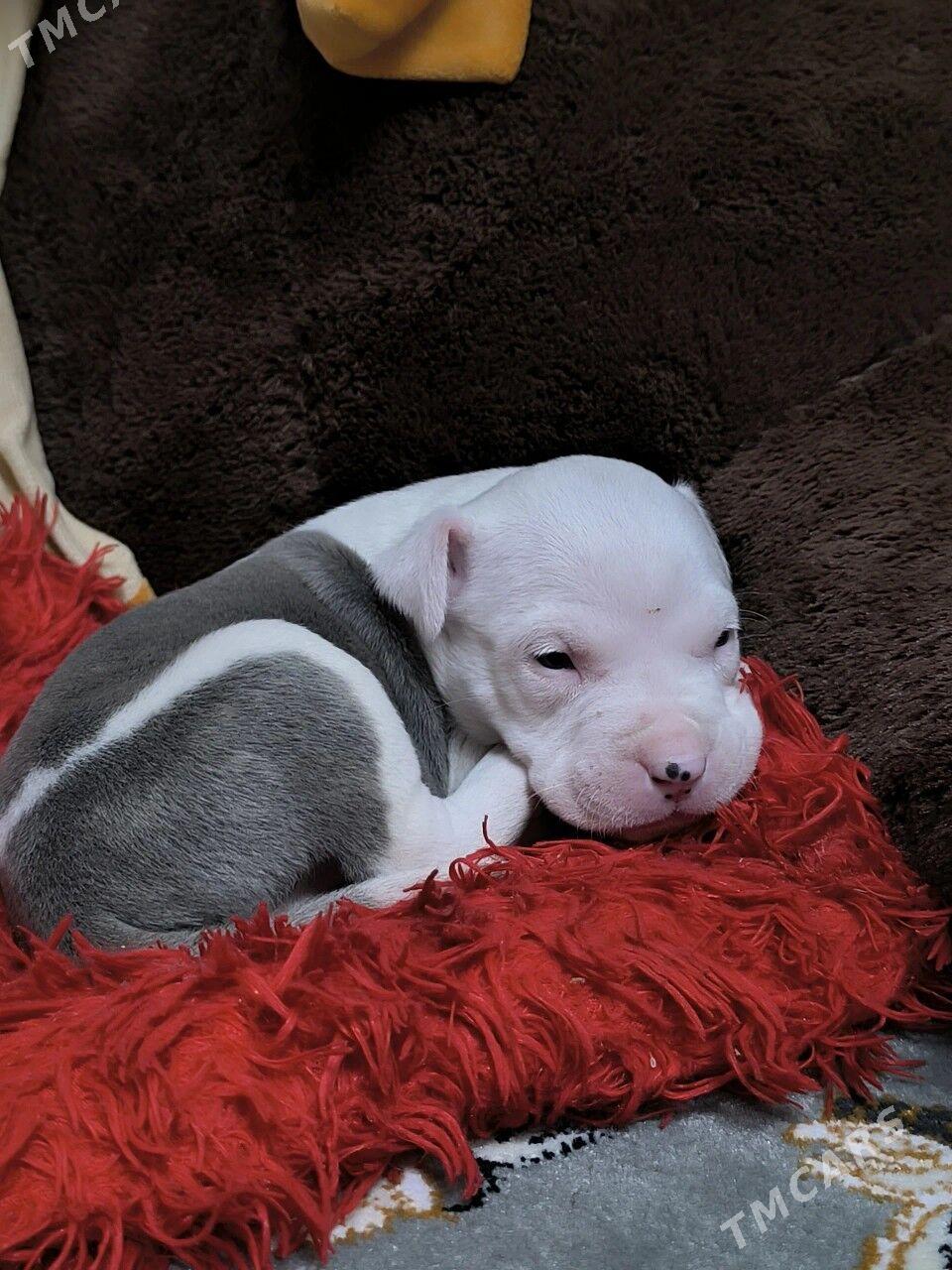 ПИТБУЛЬ - Туркменабат - img 1