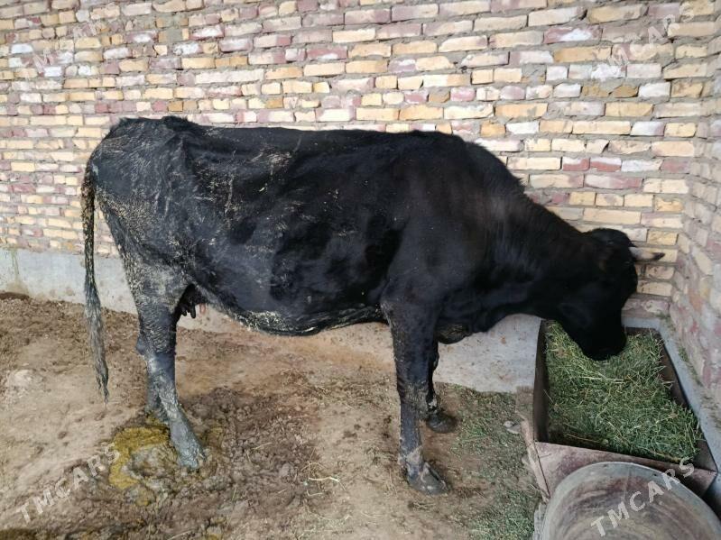 sygyr - Bäherden - img 1