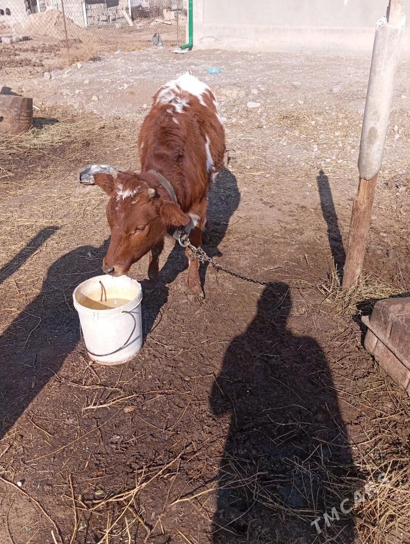 TÜWE GÖLE - Бузмеин - img 1