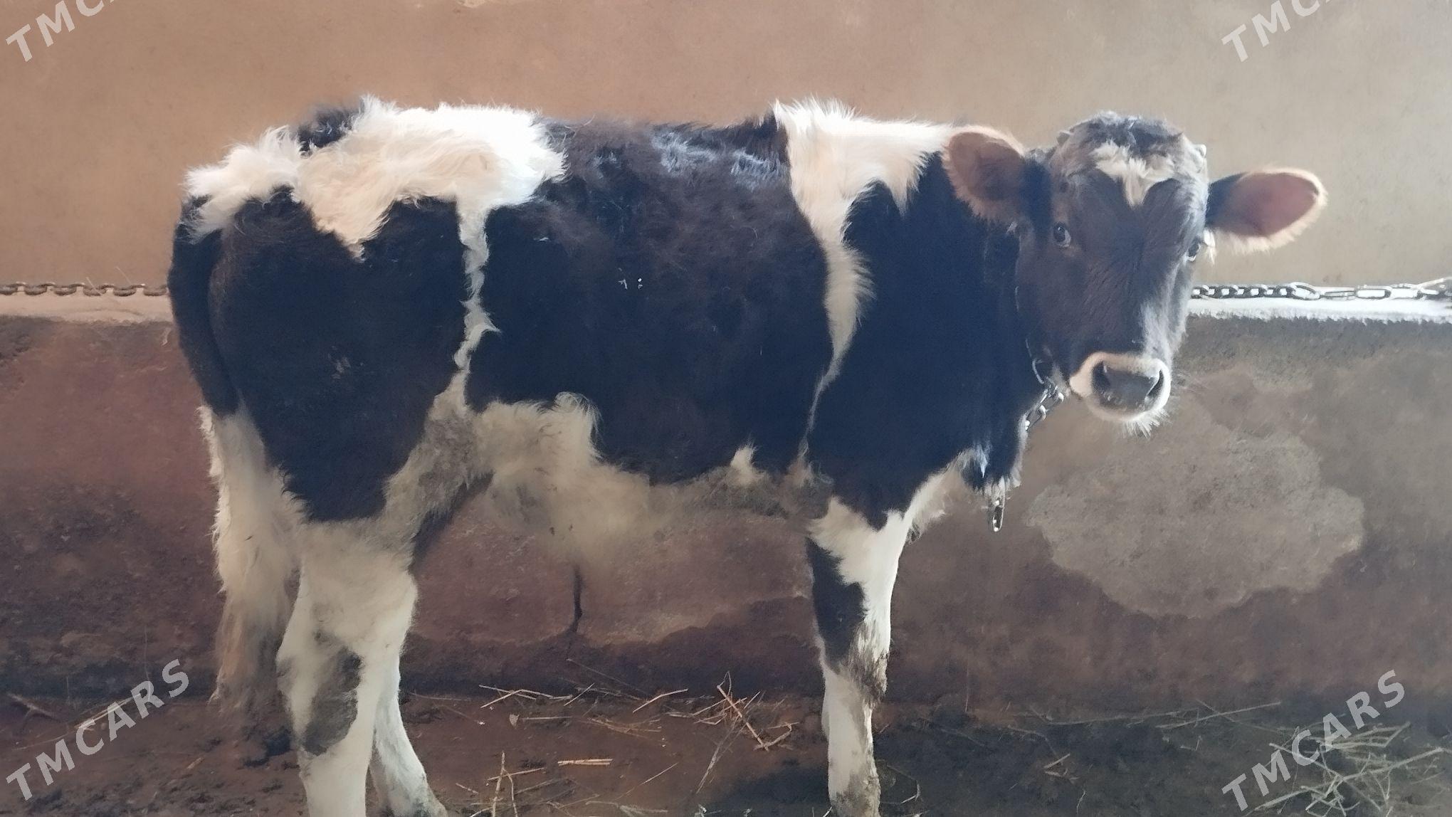 Öküz - Kaka - img 1