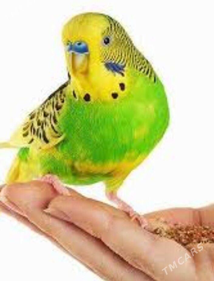 Kletka ve popugai guslar - Aşgabat - img 1