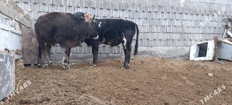 Öküz - Änew - img 1