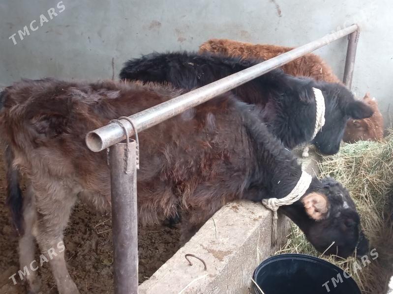 OKUZ - Багир - img 1