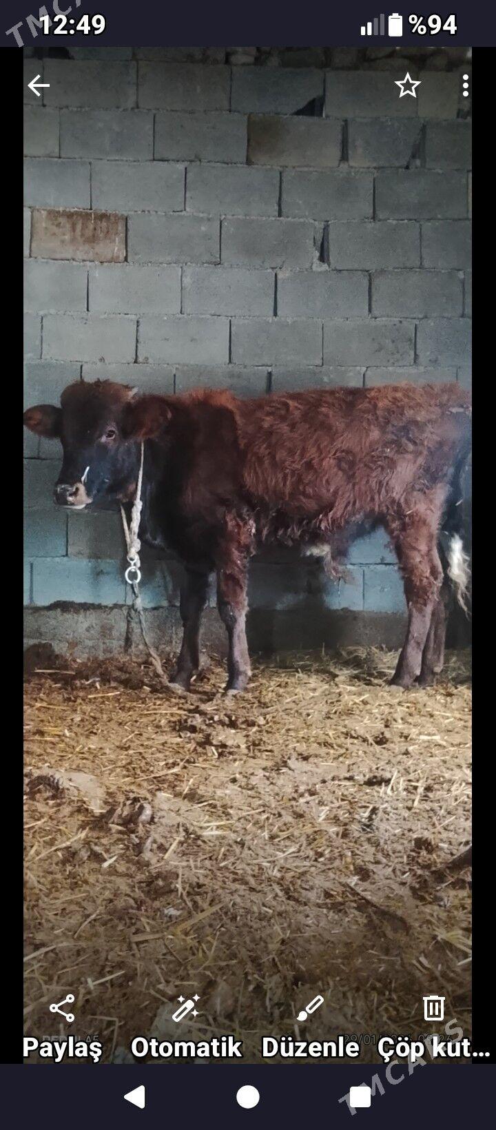 öküz - Ak bugdaý etraby - img 1