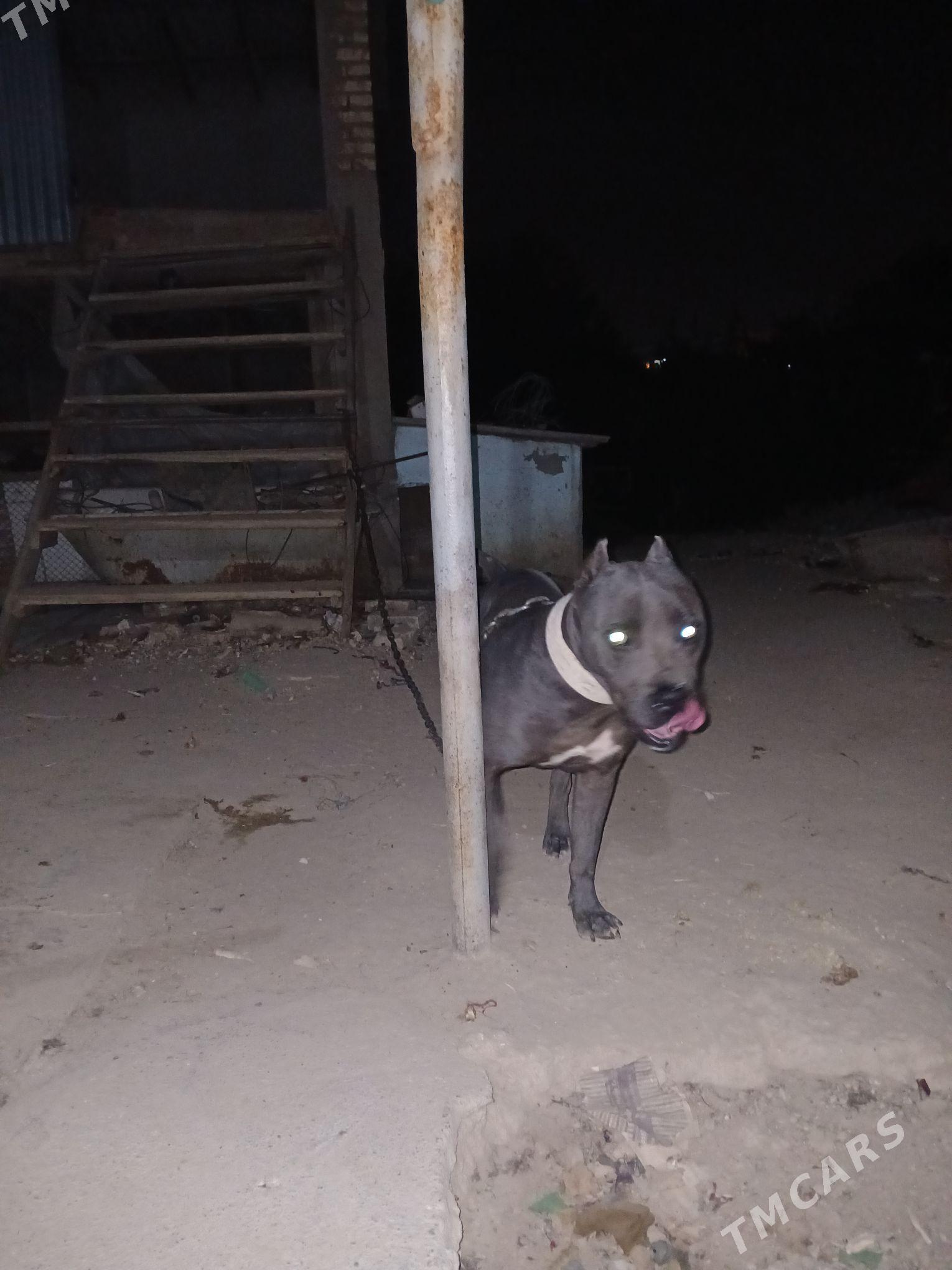 Pitbul - Mary - img 1